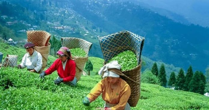 Planters raise concerns over inferior tea imports and rule violation in re-export Planters raise concerns over inferior tea imports and rule violation in re-export