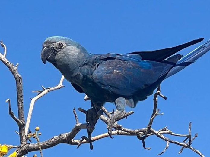 Vantara Partners With ACTP To Reintroduce 41 Extinct-In-The-Wild Spix’s Macaws In Brazil