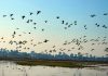 Migratory birds in large number at Gharana Wetland on Sunday. -Excelsior/Rakesh