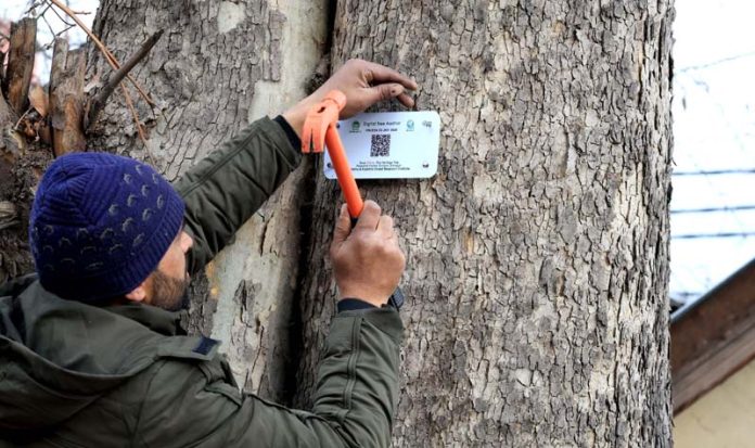 Worker installing QR-code based GIS plate on a Chinar in Srinagar on Tuesday. -Excelsior/Shakeel