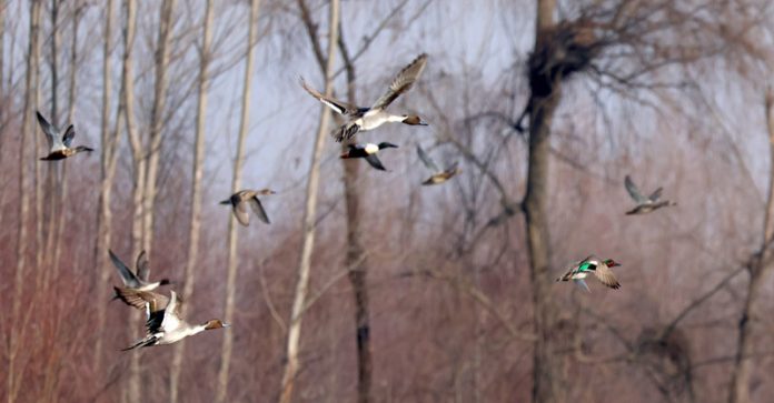 Birds at Hokersar wetland near Srinagar on Thursday. -Excelsior/Shakeel
