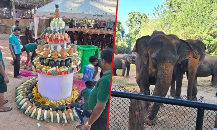 Sri Lanka marks golden jubilee of elephant orphanage