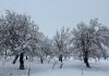 A view of a snow-covered apple orchard in Pulwama town of South Kashmir on Friday. -Excelsior/Younis Khaliq