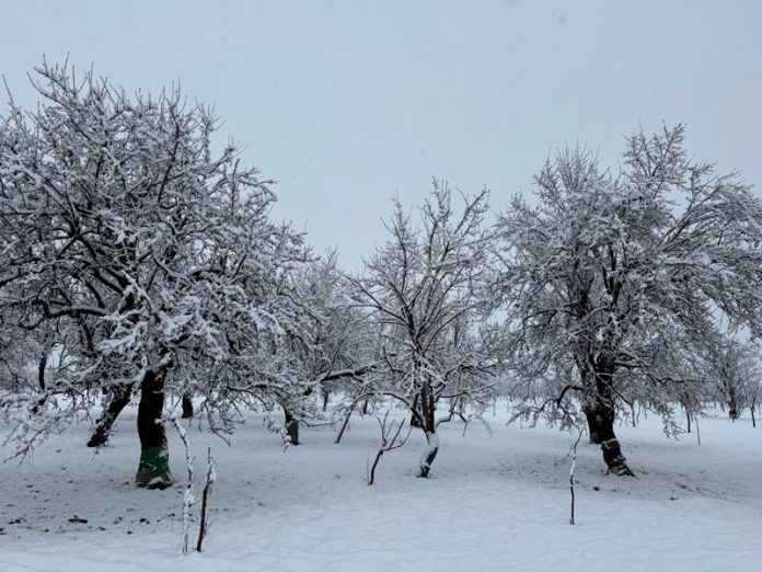 A view of a snow-covered apple orchard in Pulwama town of South Kashmir on Friday. -Excelsior/Younis Khaliq