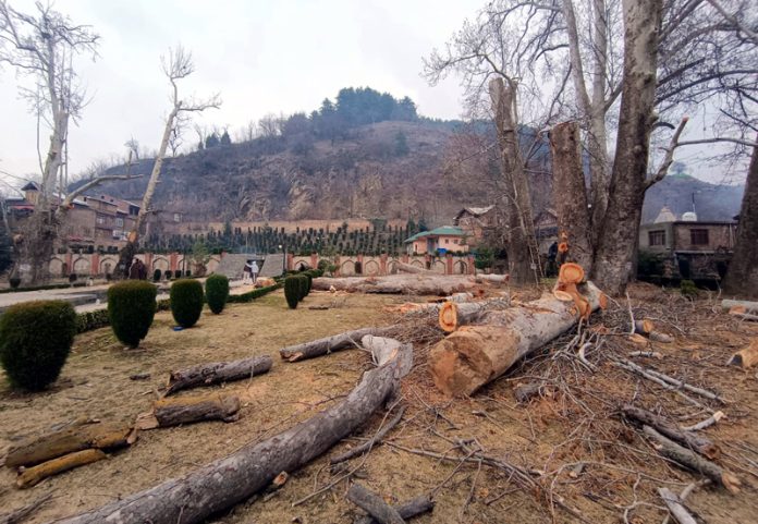 Hundred years old Chinar trees felled in historic Rani Bagh in Anantnag. Hundred years old Chinar trees felled in historic Rani Bagh in Anantnag.