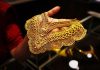 Gold falls Rs 150 to Rs 88,750 per 10g, silver declines Rs 250