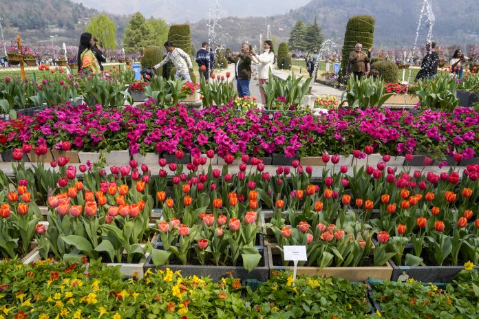 Asia's Largest Tulip Garden In J&K's Srinagar Opens For Public