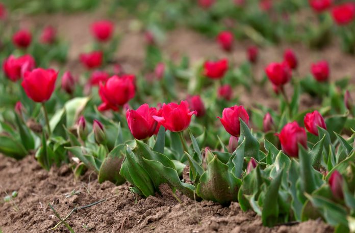 Srinagar Tulip 01 (1)