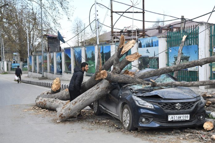 A car buried under a fallen tree in Srinagar on Friday. — Excelsior/Shakeel