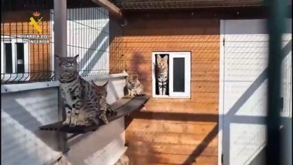 Spanish police arrest two people linked to cat smuggling ring based in Mallorca Spanish police arrest two people linked to cat smuggling ring based in Mallorca