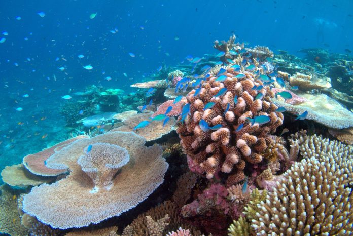 84 per cent of world's coral reefs hit by  worst bleaching event on record