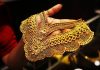 Gold Jumps Rs 550 To Rs 97,350/10 Gm; Silver Declines Rs 400