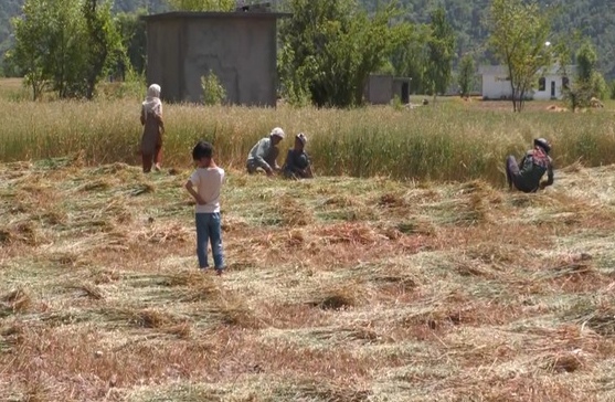 Farmers In J&K Harvest Early As Border Tensions Rise Following Pahalgam Terror Attack Farmers In J&K Harvest Early As Border Tensions Rise Following Pahalgam Terror Attack