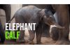 An Asian elephant calf was born at Zurich Zoo and its name will start with the letter Z