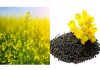 India eyes Chinese market as global rapeseed meal prices surge