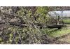 A view of the damaged Apricot Orchard in Kargil. — Excelsior/Basharat Ladakhi