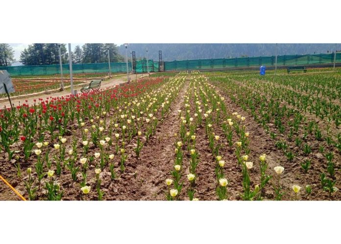 Sanasar Tulip Garden.