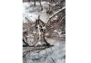 Apricot trees damaged by recent snowfall in Kargil.