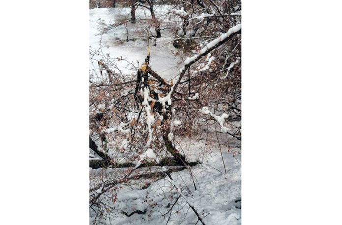 Apricot trees damaged by recent snowfall in Kargil.
