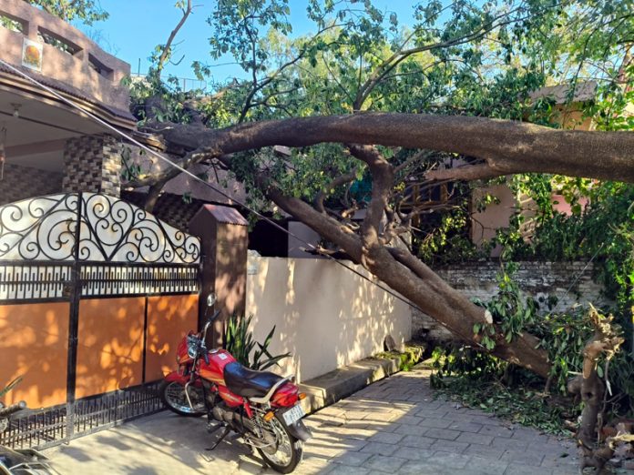 A big tree fallen on a house near JDA Park in Old Janipur area of Jammu North. -Excelsior/Rakesh A big tree fallen on a house near JDA Park in Old Janipur area of Jammu North. -Excelsior/Rakesh