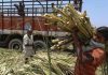 Centre hikes sugarcane price by 4.41 pc to Rs 355/qtl for 2025-26