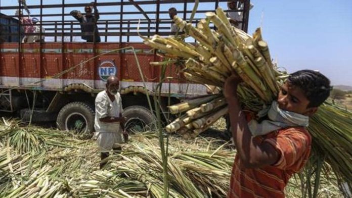 Centre hikes sugarcane price by 4.41 pc to Rs 355/qtl for 2025-26 Centre hikes sugarcane price by 4.41 pc to Rs 355/qtl for 2025-26