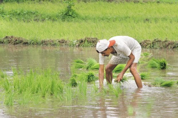 Recent rainfall unlikely to damage major crops, will boost production: Agriculture Secretary Recent rainfall unlikely to damage major crops, will boost production: Agriculture Secretary