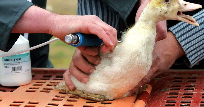 Philippines reports 1st case of highly pathogenic avian flu strain Philippines reports 1st case of highly pathogenic avian flu strain