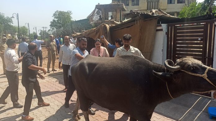 Jammu Municipal Corporation Takes Action Against Unregistered Dairies