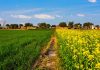 India eyes rapeseed meal export  revival to China as price gap widens