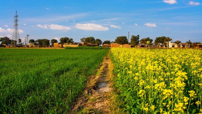 India eyes rapeseed meal export  revival to China as price gap widens