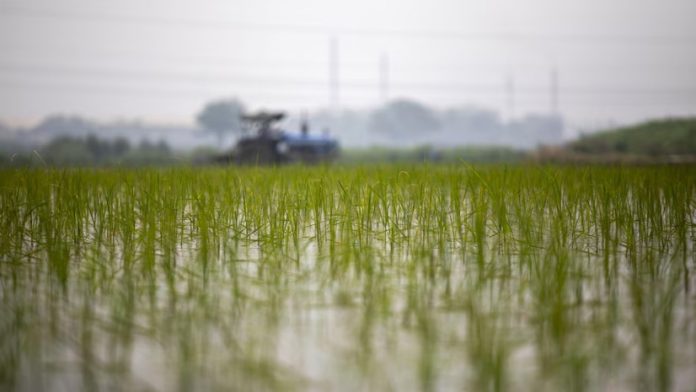 Basmati Sowing Season Begins, Farmers Along Pakistan Border In J&K Urge Labourers To Return