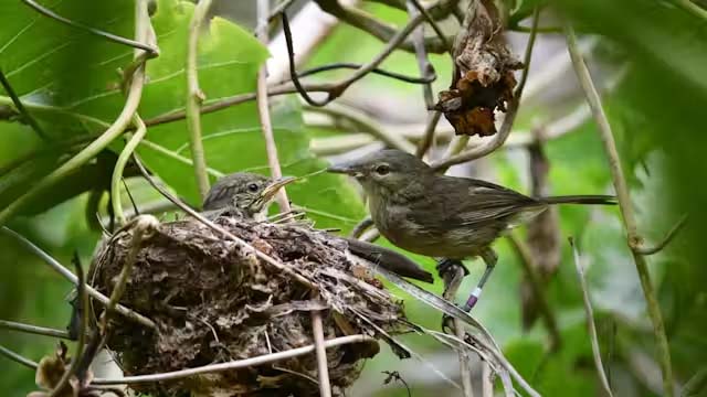 The chicks are alright: what songbirds can teach us about divorce and moving on The chicks are alright: what songbirds can teach us about divorce and moving on