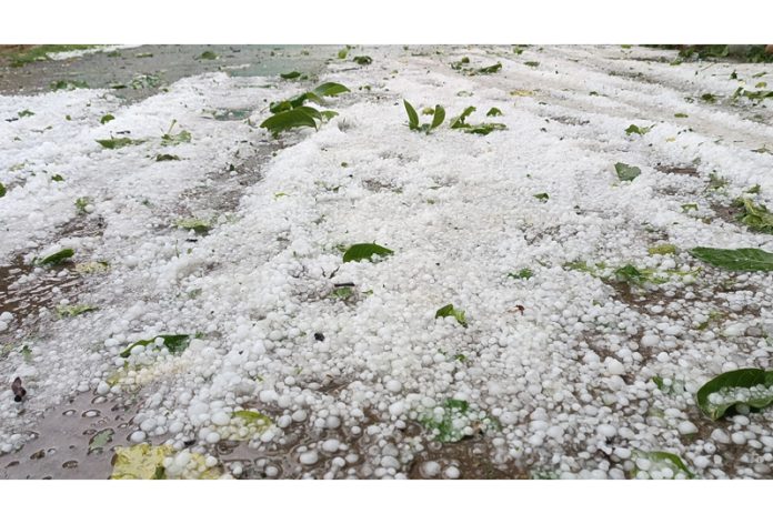 A view of hailstorm hit orchard in south Kashmir's Pulwama district. -Excelsior/Younis Khaliq