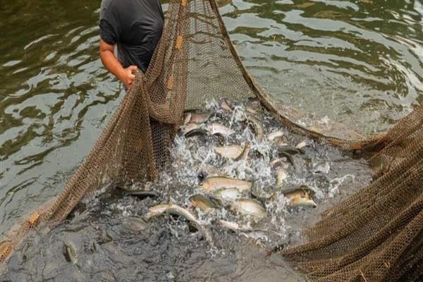 Fish farming