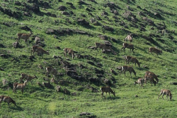 A view of Dachigam National Park. A view of Dachigam National Park.