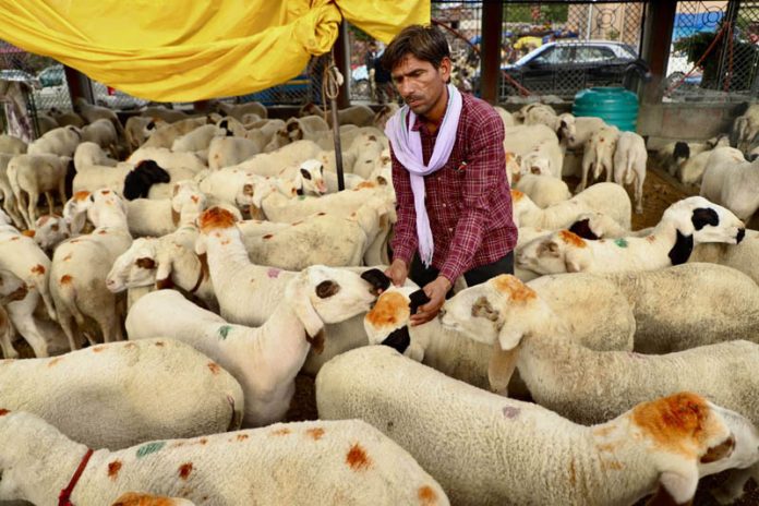 Vendor waiting for customers at Eidgah ahead of the 'Eid-ul-Adha' festival, in Srinagar on Wednesday. (UNI)