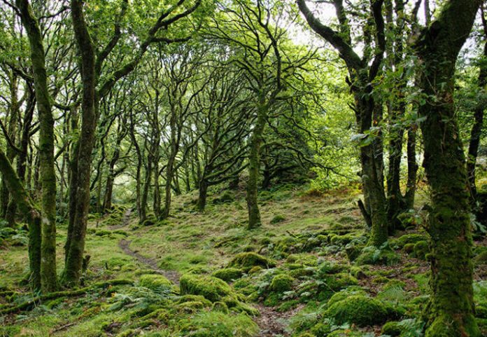 Wildlife Clearance Not Mandatory For Basic Public Facilities Under FRA: MoTA Clarifies Wildlife Clearance Not Mandatory For Basic Public Facilities Under FRA: MoTA Clarifies