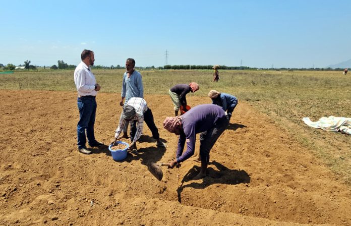 Farmers extracting saffron corms in Kashmir.