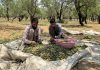 Farmers gathering almonds in Pulwama as harvest season begins in Kashmir. -Excelsior/Younis Khaliq