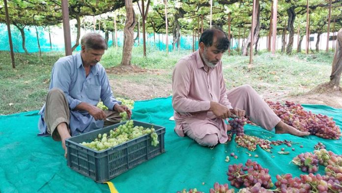 Farmers harvesting grapes at Repora village of Ganderbal on Friday. -Excelsior/Firdous