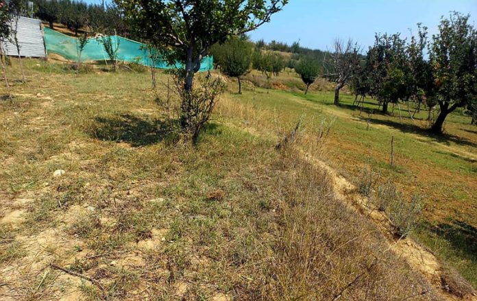 A view of orchard that is in need of proper irrigation facilities in Pattan. -Excelsior/Aabid Nabi A view of orchard that is in need of proper irrigation facilities in Pattan. -Excelsior/Aabid Nabi