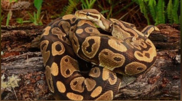 A Python captured by J&K Wildlife team in Nowshera on Tuesday.