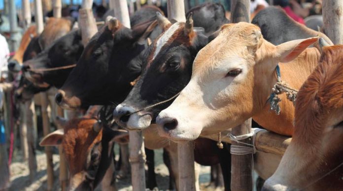Declare Cow As 'National Mother', Demands Gau Raksha Andolan