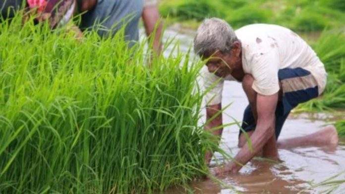 Cabinet approves Rs 37,952 cr subsidy for P&K fertiliser for 2025 rabi season Cabinet approves Rs 37,952 cr subsidy for P&K fertiliser for 2025 rabi season