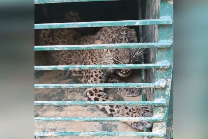 Leopard Captured In J&K's Doda Town, Search On For Second