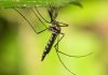 Mosquitoes in Iceland confirmed for first time, monitoring needed to determine establishment: Entomologist