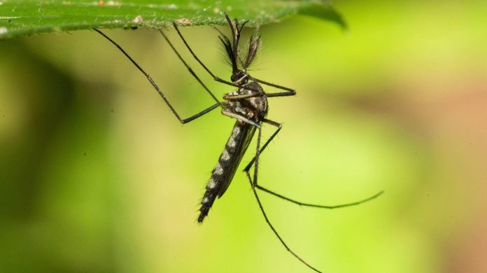 Mosquitoes in Iceland confirmed for first time, monitoring needed to determine establishment: Entomologist Mosquitoes in Iceland confirmed for first time, monitoring needed to determine establishment: Entomologist