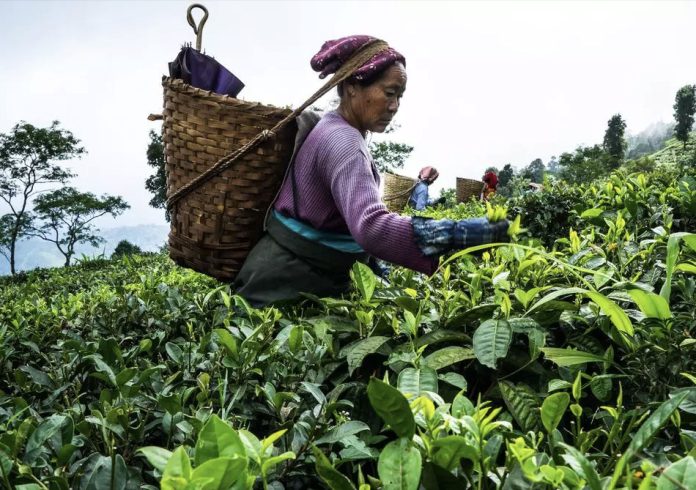 Tea production falls in August  2025 year-on-year: Tea Board data