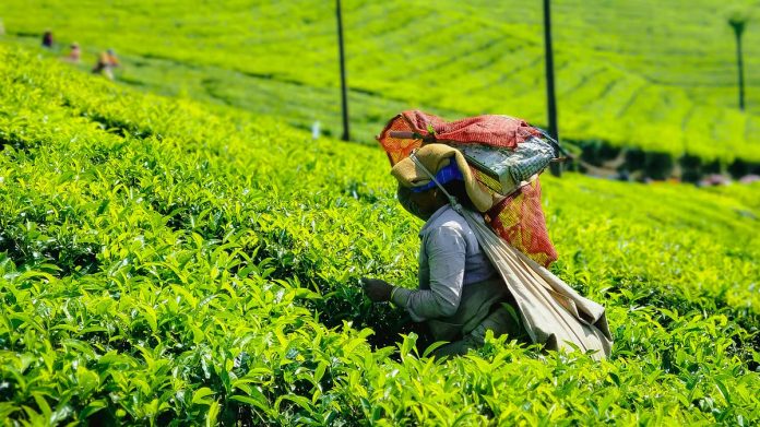 Tea exports rise 2.2 per cent  during Jan to August 2025